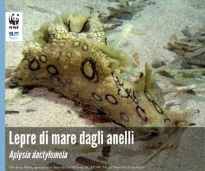 Una lepre di mare dagli anelli a Capo Bianco