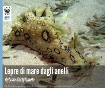 Una lepre di mare dagli anelli a Capo Bianco