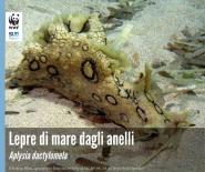 Una lepre di mare dagli anelli a Capo Bianco
