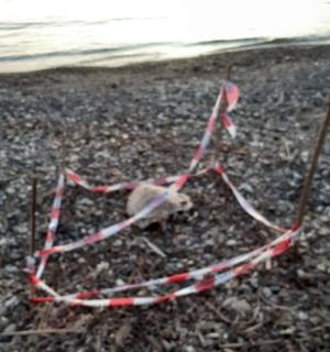 Vita e morte di tartarughe elbane