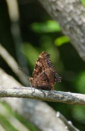 La Foto del Giorno (25 ago.)