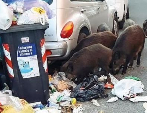 ESA  distribuisce (gratis)  bloccaggi contenitori rifiuti che evitano le aperture da parte di cinghiali e randagi