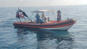 Le tartarughe Lucy e Cristina sono tornate al mare