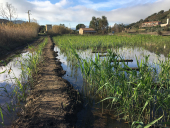 Raro coleottero acquatico trovato nella Zona umida di Mola. La scoperta di Forbicioni e Rocchi
