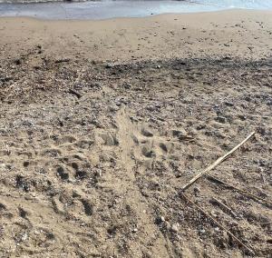 Fallita la nidificazione di una tartaruga marina sulla spiaggia di Cavo