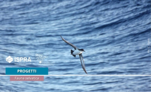 Conservare la biodiversità nelle isole del Mediterraneo con il progetto Life Tetide