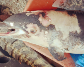 Tursiope spiaggiato a Straccoligno