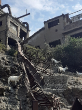 Le capre guardiane della laveria