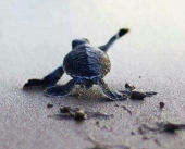 La Giornata della Biodiversità e l'impegno del Parco Nazionale Arcipelago Toscano