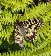 Nuovo avvistamento della "speciale" farfalla di San Piero