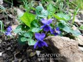 La Foto del Giorno (15 mar.)