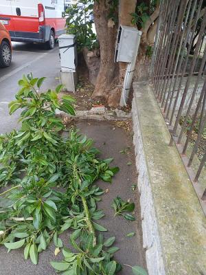Una rara e preziosa essenza arborea vandalizzata alle Ghiaie