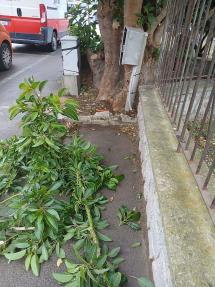 Una rara e preziosa essenza arborea vandalizzata alle Ghiaie