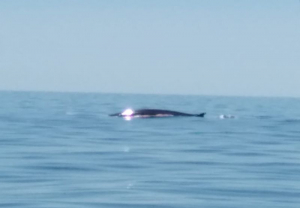 Fotonotizia: avvistata una balenottera nelle acque tra Campo e Montecristo
