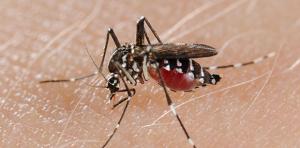 Piombino: confermati 10 casi di Dengue. L’infettivologo: “Si risolve di solito in pochi giorni”