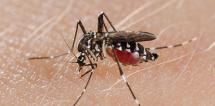 Piombino: confermati 10 casi di Dengue. L’infettivologo: “Si risolve di solito in pochi giorni”