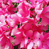 La Foto del Giorno (25 giu.)