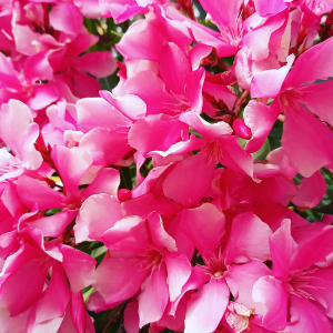 La Foto del Giorno (25 giu.)