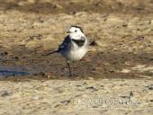 La Foto del Giorno (27 feb.)