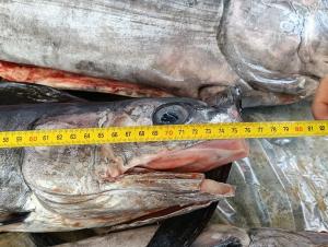 Ricci, reti illegali e pesce spada sottomisura: maxi operazione della Guardia Costiera all’Elba