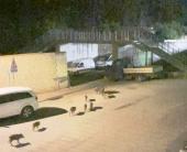 Fotonotizia: Mamma +7 (cinghialotti) a passeggio a Rio Marina