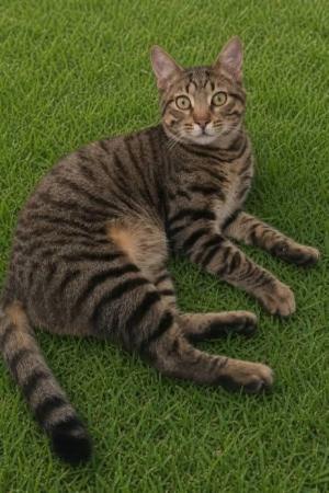 Appello per ritrovare Peter, gattino scomparso a Marciana Marina