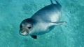 Per celebrare il World Wildlife Day la conferenza dedicata al ritorno della Foca monaca nel mare dell'Arcipelago Toscano
