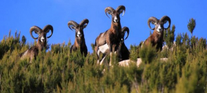 Eradicazioni nocive, un parere diverso sui mufloni del Giglio