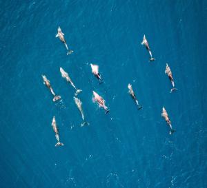 Scuola, mare e biodiversità: finanziato il progetto “SantuaRIO Pelagos”
