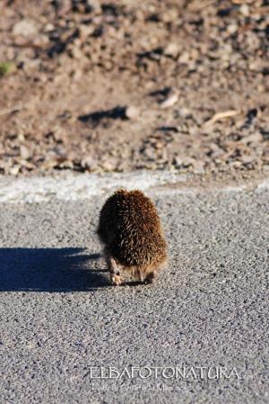 Il riccio di macchia, un amico da difendere