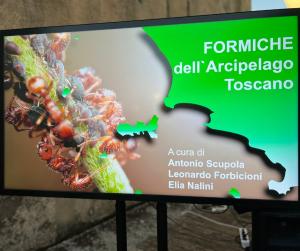 Una serata dedicata alla scoperta dell&#039;affascinante mondo delle formiche dell’Arcipelago