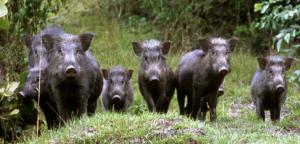 Caricato dai cinghiali cade in un fossato provocandosi traumi