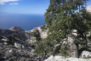 Parco e Carabinieri per la biodiversità: al via gli interventi per salvare la lecceta a Montecristo