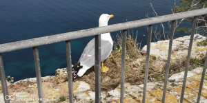 La Foto del Giorno (14 apr.)