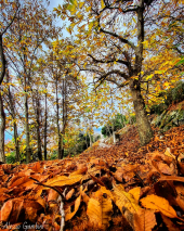 La Foto del Giorno (28 nov.)