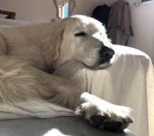 L'isola dei fumosi indecisionismi (anche in veterinaria)