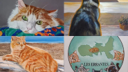 A Bagnaia la mostra fotografica e di pittura "Les Errantes - Nelle nostre zampe"