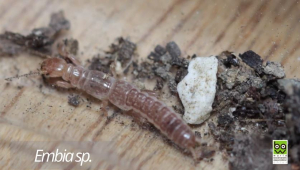 "Embia ilvana" - dopo la scelta del nome, un articolo descriverà la nuova specie scoperta all’Elba