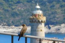 Il Pigliamosche, cenerentola degli endemismi alati