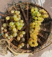 Sette anni di uva sottomarina, l'esperimento continua