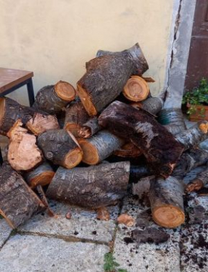 La vigente (in)cultura del taglio indiscriminato delle piante