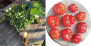 Agrobiodiversità, salvate dall’estinzione due varietà di vecchie sementi dell'Isola del Giglio