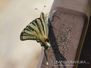 La Foto del Giorno (25 lug.)