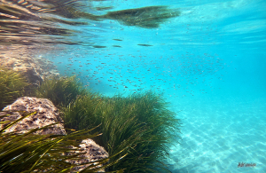 La Foto del Giorno (14 mag.)