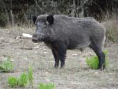 Cinghiali, Coldiretti Toscana: oltre 100 incidenti in sei anni sulle strade regionali