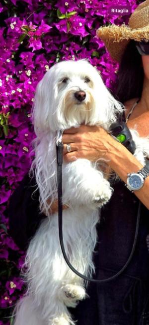 Scomparsa a Campo Luna cagnetta maltesina