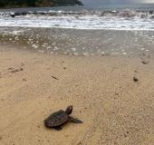 Thelma e Louise: la storia di due tartarughine spiaggiate a Lacona e Rimigliano