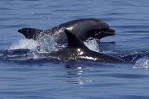 Promossa una nuova azione legale contro la pesca a strascico nelle aree marine protette