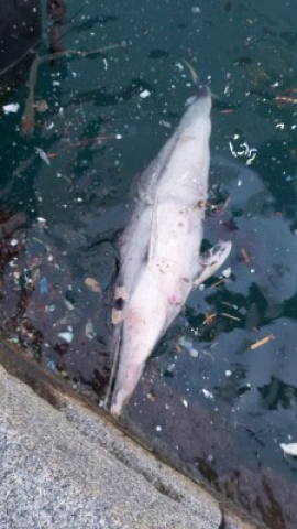 ARPAT: Spiaggiamenti di delfini in Toscana nel 2020, alcuni all'Elba