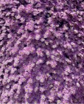 La Foto del Giorno (16 mag.)